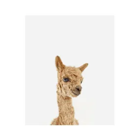 Baby Alpaca Little Darling Print