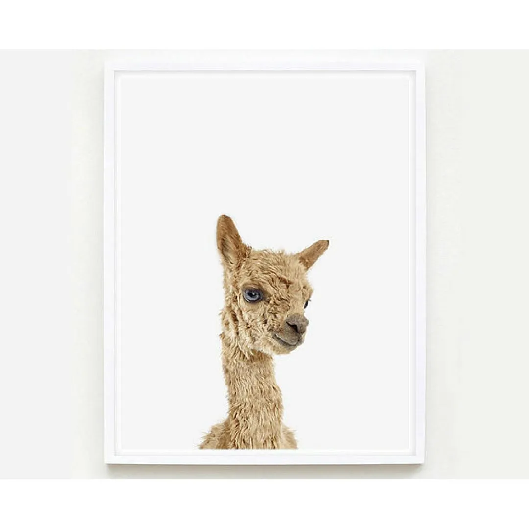 Baby Alpaca Little Darling Print