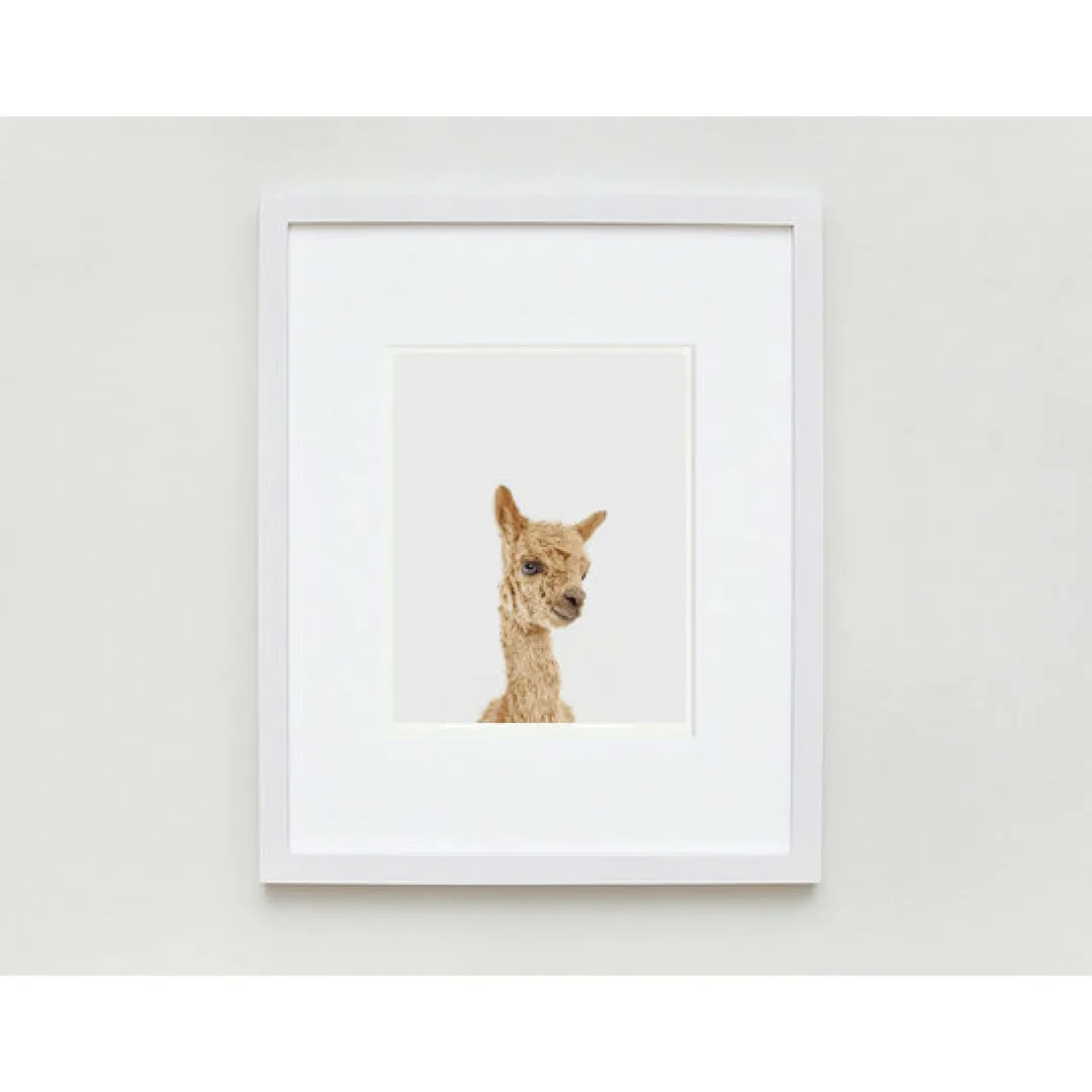 Baby Alpaca Little Darling Print