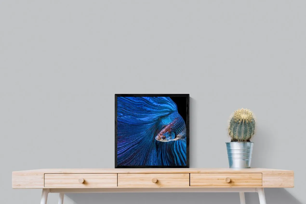 Betta Fish
