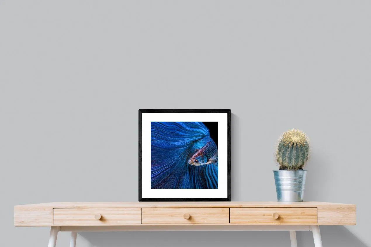 Betta Fish