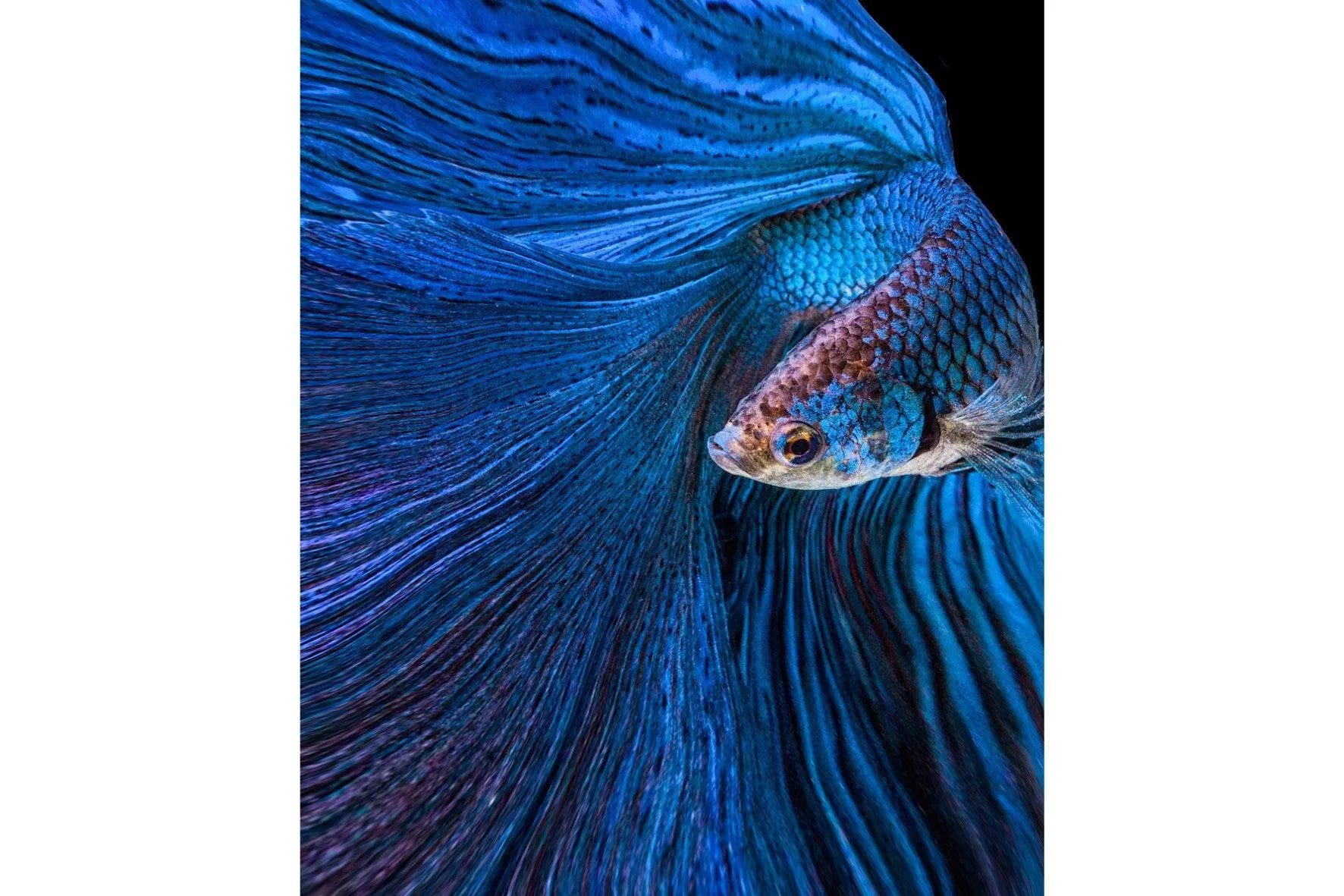 Betta Fish