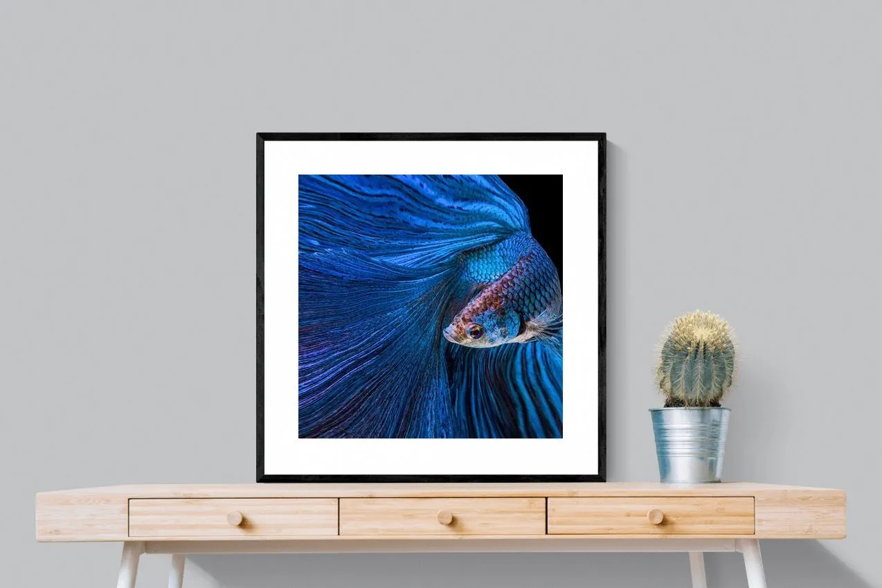 Betta Fish
