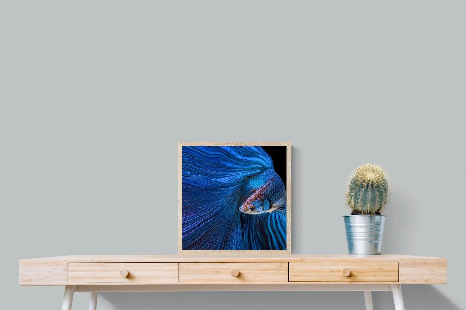 Betta Fish