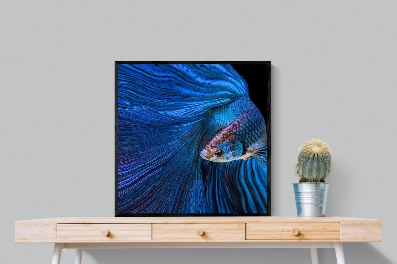 Betta Fish