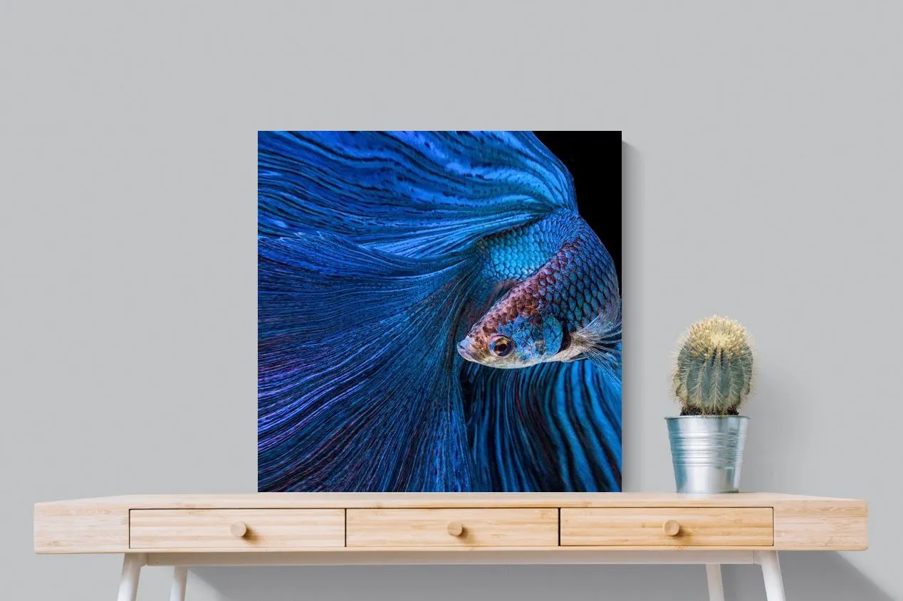 Betta Fish