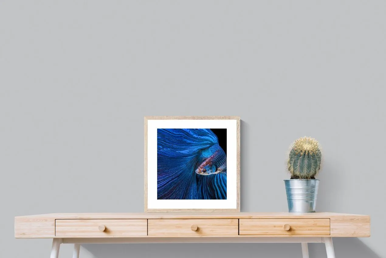 Betta Fish