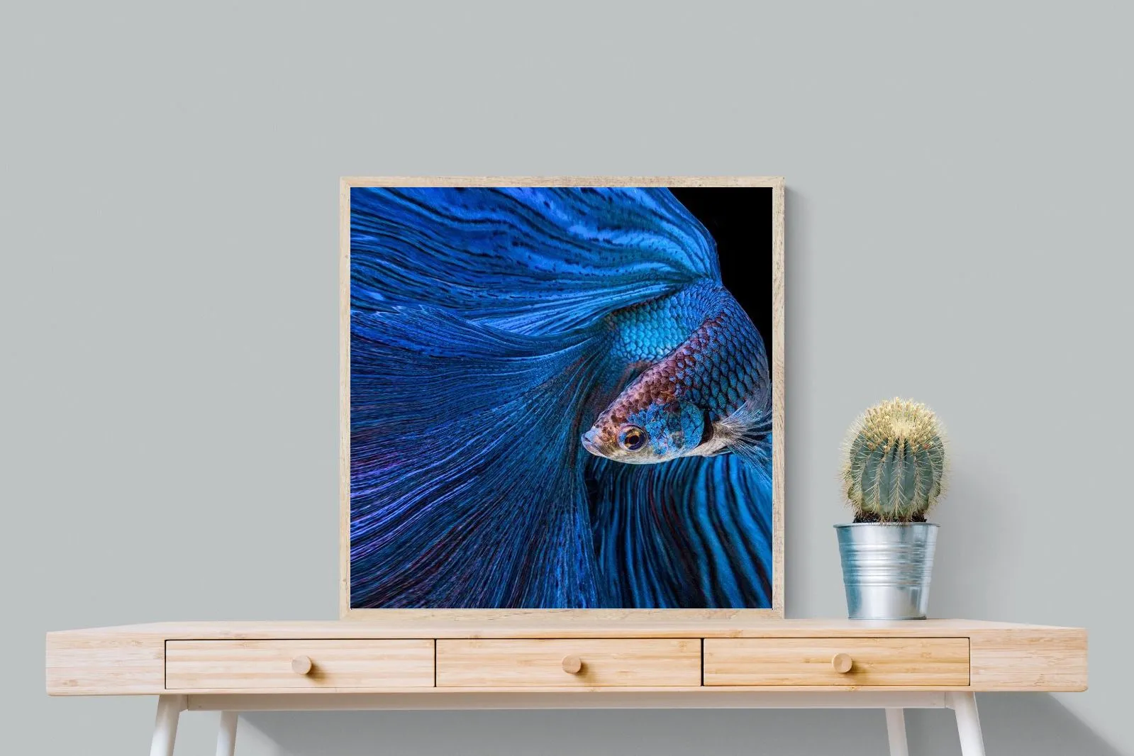 Betta Fish