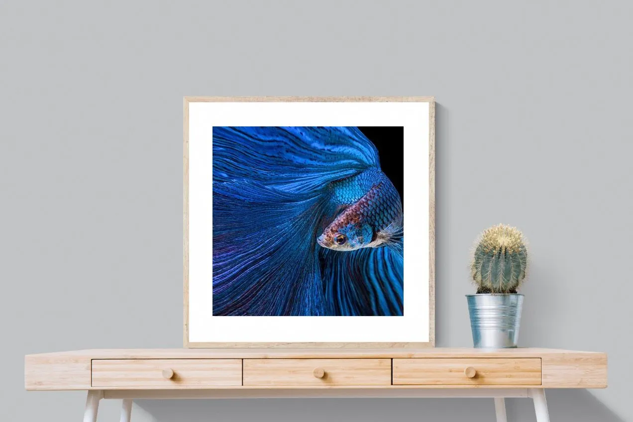 Betta Fish