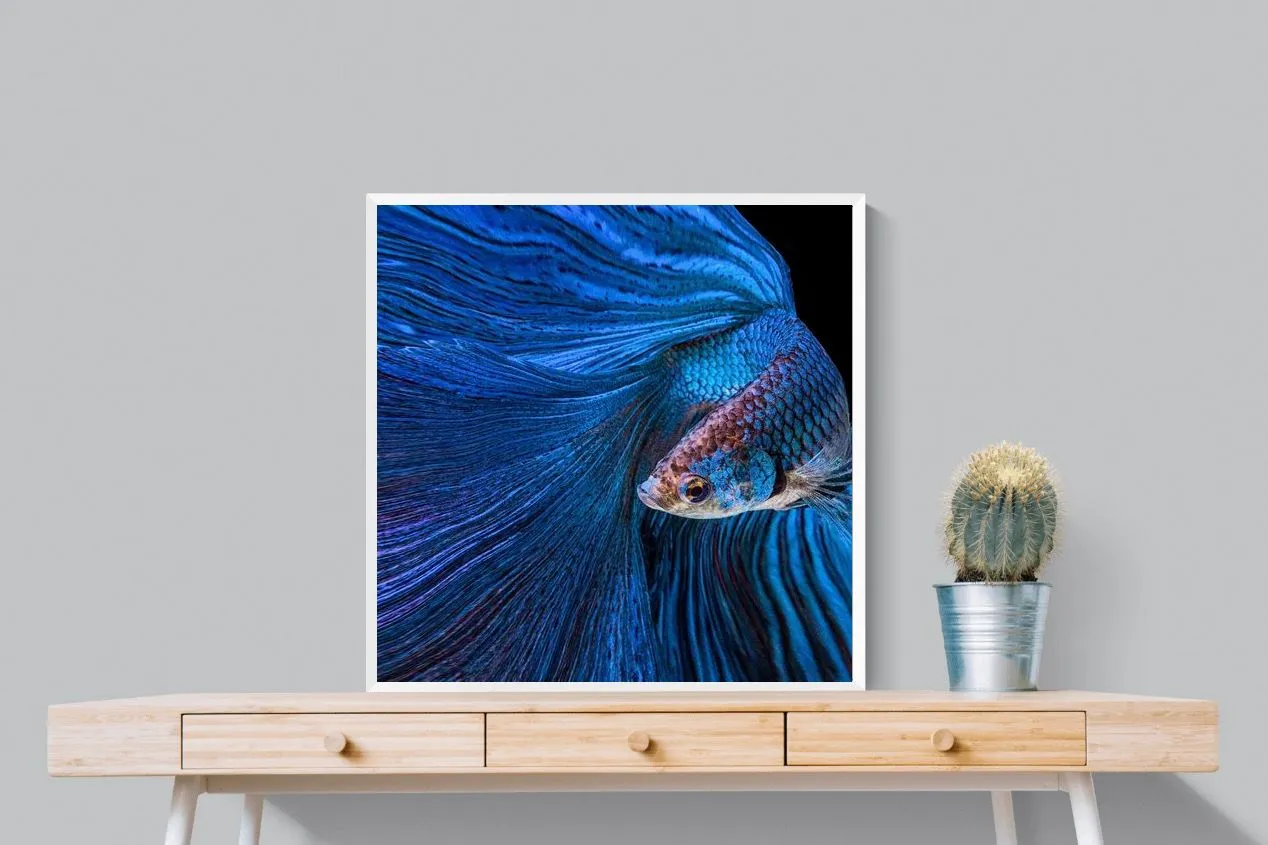 Betta Fish