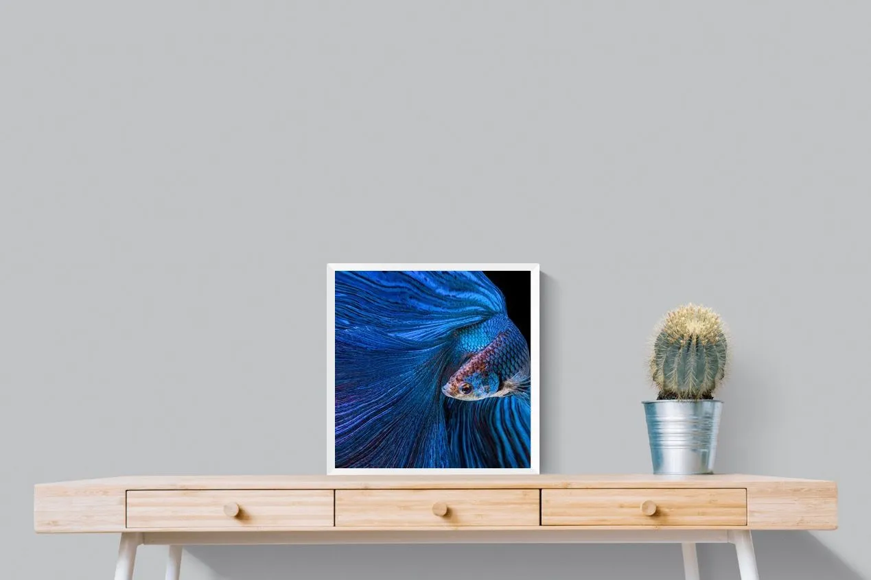 Betta Fish