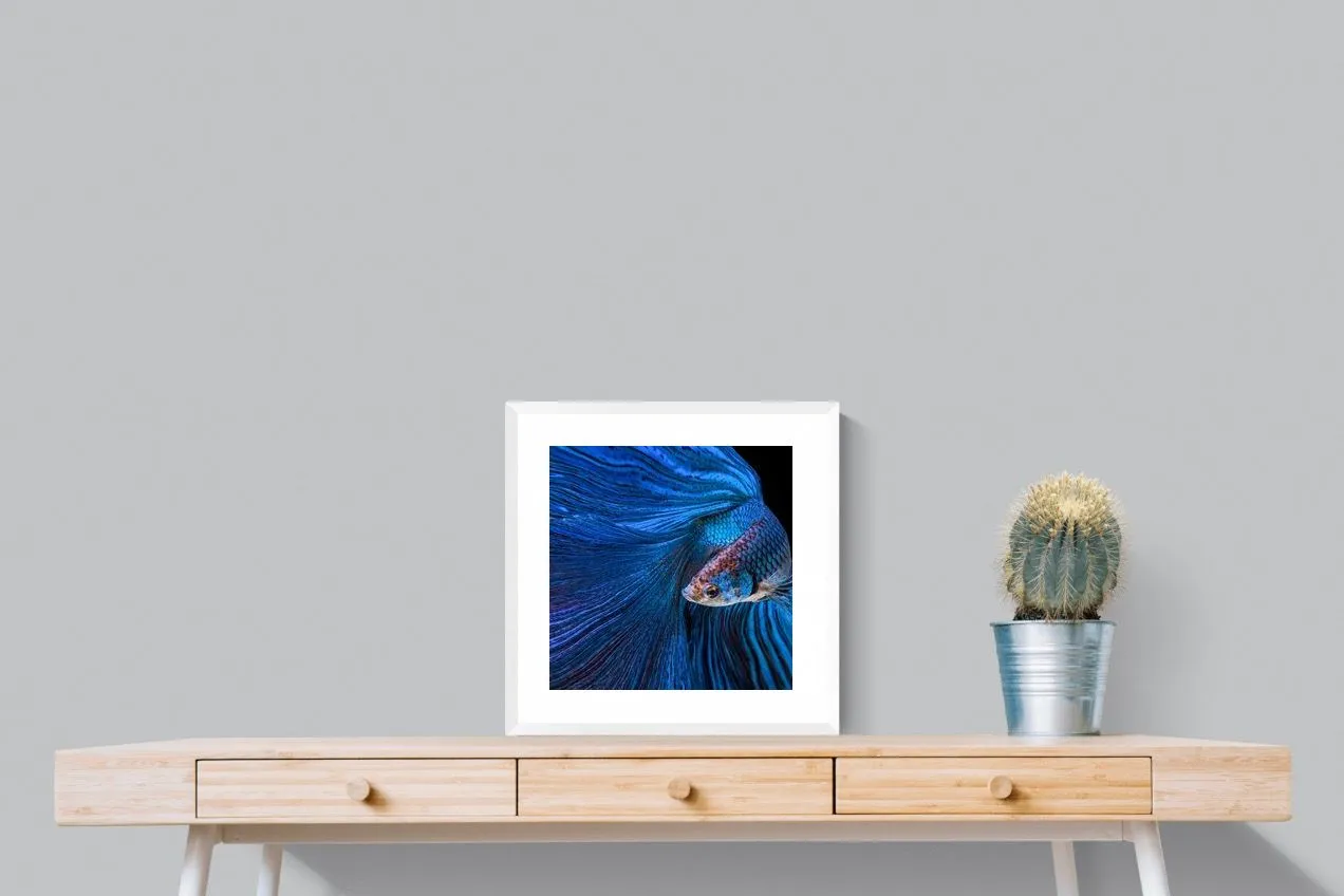 Betta Fish